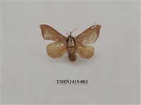 藏品(閃光枯刺蛾)的圖片